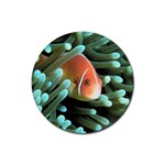 Clown Fish Rubber Round Coaster (4 pack)