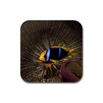 Clown Fish D8 Rubber Square Coaster (4 pack)