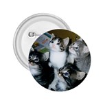 4 Kittens on a Newspaper 2.25  Button