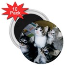 4 Kittens on a Newspaper 2.25  Magnet (10 pack)