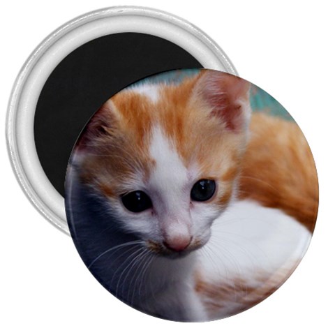 Cute Kitten 3  Magnet from UrbanLoad.com Front