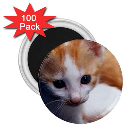 Cute Kitten 2.25  Magnet (100 pack)  from UrbanLoad.com Front