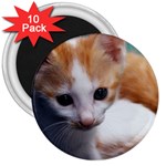 Cute Kitten 3  Magnet (10 pack)