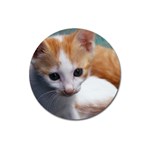 Cute Kitten Magnet 3  (Round)