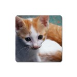 Cute Kitten Magnet (Square)