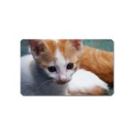 Cute Kitten Magnet (Name Card)