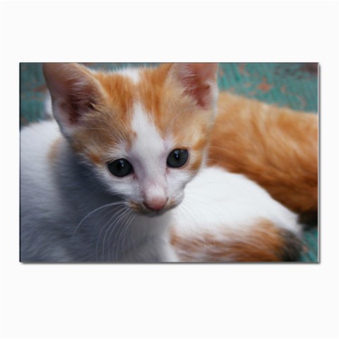 Cute Kitten Postcard 4 x 6  (Pkg of 10) from UrbanLoad.com Front