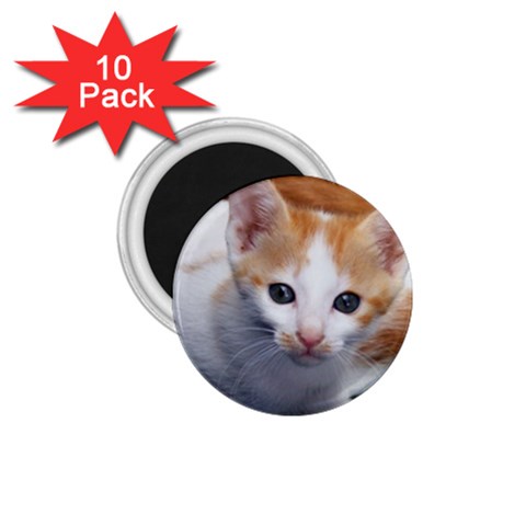 Cute Kitten 2 1.75  Magnet (10 pack)  from UrbanLoad.com Front