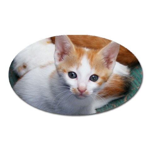 Cute Kitten 2 Magnet (Oval) from UrbanLoad.com Front