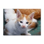Cute Kitten 2 Sticker A4 (10 pack)