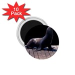 Seal on Deck 1.75  Magnet (10 pack) 