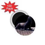 Seal on Deck 1.75  Magnet (100 pack) 