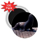 Seal on Deck 2.25  Magnet (100 pack) 