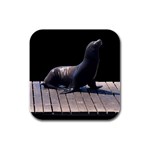 Seal on Deck Rubber Square Coaster (4 pack)