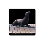 Seal on Deck Magnet (Square)