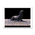 Seal on Deck Sticker A4 (10 pack)