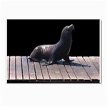 Seal on Deck Postcards 5  x 7  (Pkg of 10)