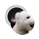 Polar Bear Cub Smile 2.25  Magnet