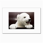 Polar Bear Cub Smile Postcard 4 x 6  (Pkg of 10)
