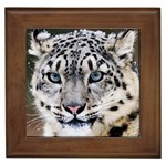 Snow Leopard Animal Framed Tile