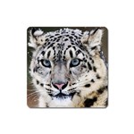 Snow Leopard Fridge Animal Magnet (Square)