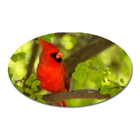 Cardinal Bird Magnet (Oval) from UrbanLoad.com Front