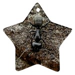 Black Ant Ornament (Star)