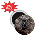 Black Ant 1.75  Magnet (100 pack) 
