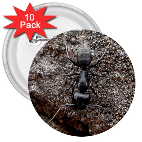 Black Ant 3  Button (10 pack) from UrbanLoad.com Front