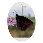 Erebia Pronoe Rila (Bulgaria Butterfly) Ornament (Oval)