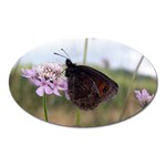 Erebia Pronoe Rila (Bulgaria Butterfly) Magnet (Oval)