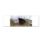 Erebia Pronoe Rila (Bulgaria Butterfly) Sticker Bumper (10 pack)