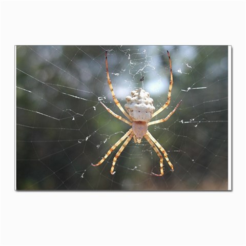 White Spider Postcards 5  x 7  (Pkg of 10) from UrbanLoad.com Front