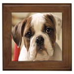 American Bulldog Puppy Framed Tile