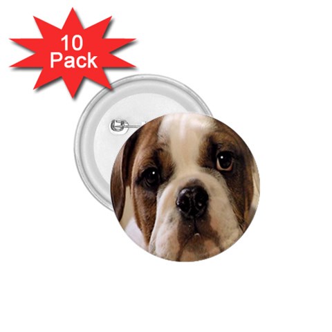American Bulldog Puppy 1.75  Button (10 pack) from UrbanLoad.com Front