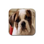 American Bulldog Puppy Rubber Coaster (Square)