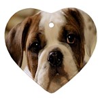 American Bulldog Puppy Ornament (Heart)