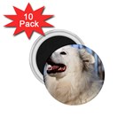 American Eskimo Dog 1.75  Magnet (10 pack)