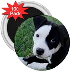 American Pit Bull Puppy 3  Magnet (100 pack)