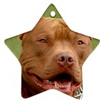 American Pit Bull Terrier Ornament (Star)
