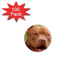 American Pit Bull Terrier 1  Mini Magnet (100 pack)