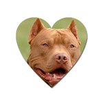 American Pit Bull Terrier Magnet (Heart)