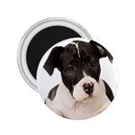 American Staffordshire Puppy 2.25  Magnet
