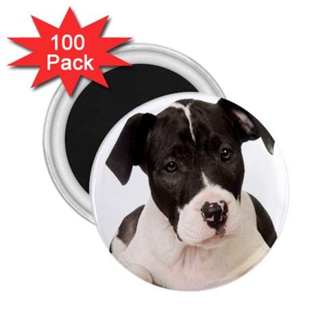 American Staffordshire Puppy 2.25  Magnet (100 pack) from UrbanLoad.com Front