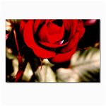 For You Rose Postcard 4 x 6  (Pkg of 10)