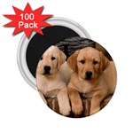 Labrador  Puppy 2 2.25  Magnet (100 pack) 