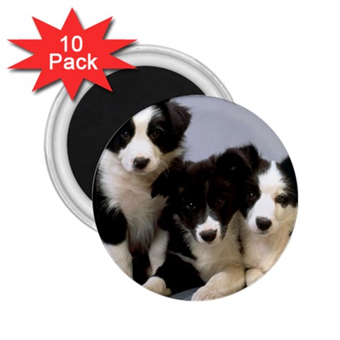 Border Collie Puppies 2.25  Magnet (10 pack) from UrbanLoad.com Front