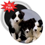 Border Collie Puppies 3  Magnet (10 pack)