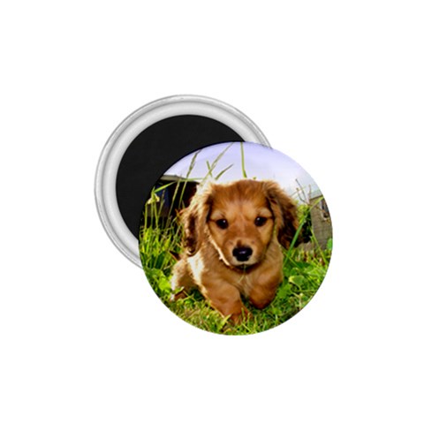 Puppy In Grass 1.75  Magnet from UrbanLoad.com Front
