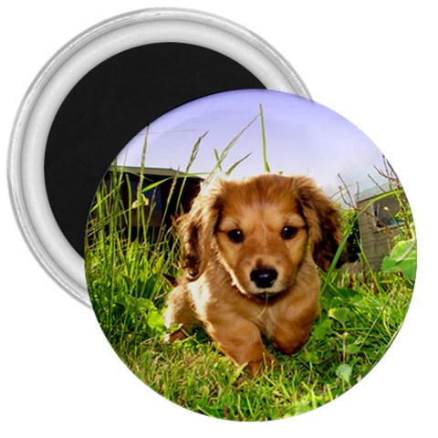 Puppy In Grass 3  Magnet from UrbanLoad.com Front